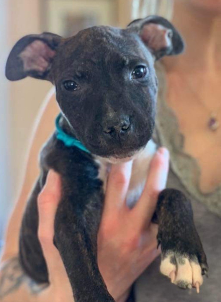 of Knightwood Oak - Chiot disponible  - Staffordshire Bull Terrier