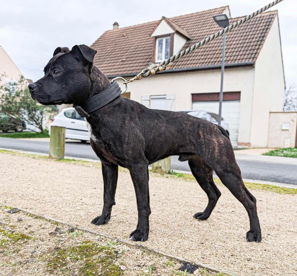 of Knightwood Oak - Chiot disponible  - Staffordshire Bull Terrier
