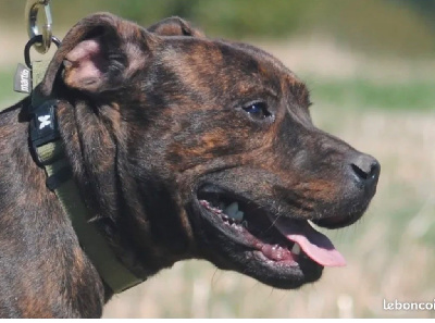 of Knightwood Oak - Staffordshire Bull Terrier - Portée née le 08/10/2022