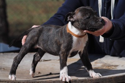 of Knightwood Oak - Staffordshire Bull Terrier - Portée née le 20/12/2021