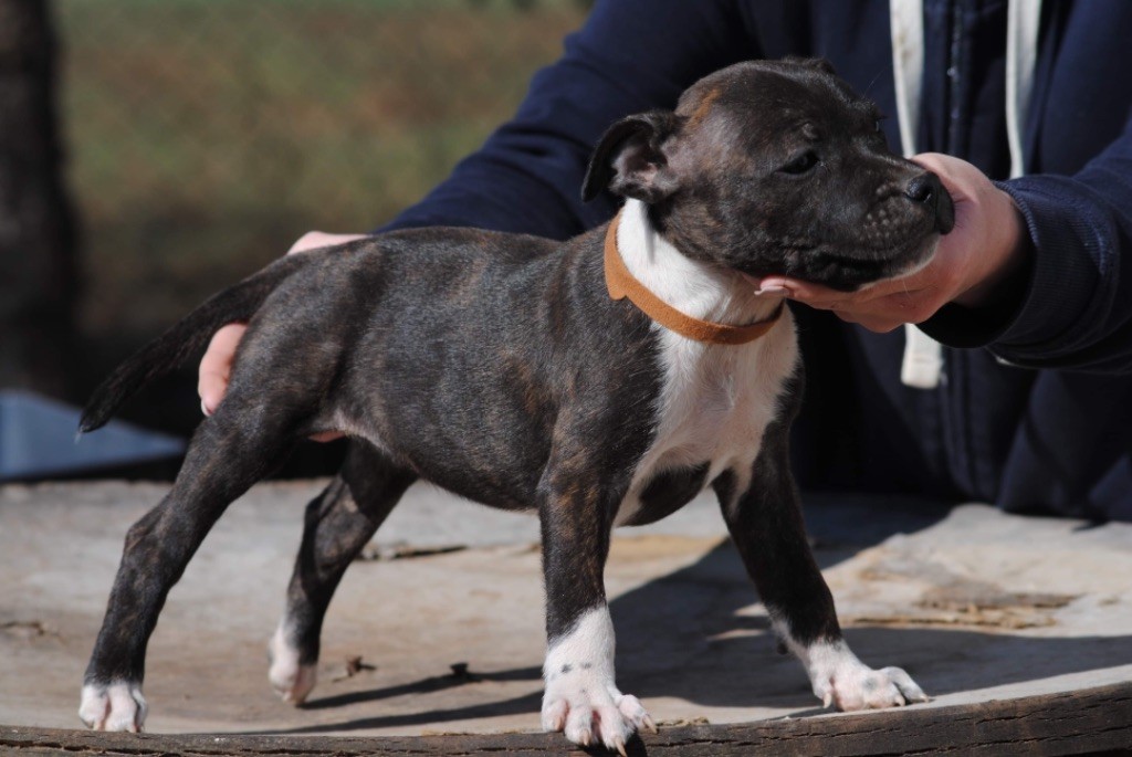of Knightwood Oak - Staffordshire Bull Terrier - Portée née le 20/12/2021